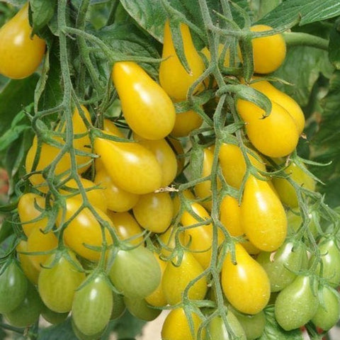 Tomato Seeds - Yellow Pear Cherry (Heirloom)