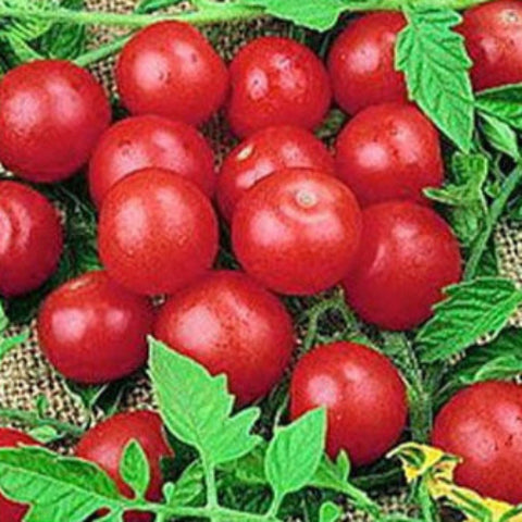 Tomato Seeds - Small Red Cherry (Heirloom)