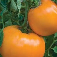 Tomato Seeds - Golden Jubilee (Heirloom)
