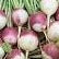 Turnip Seeds - Purple White Globe