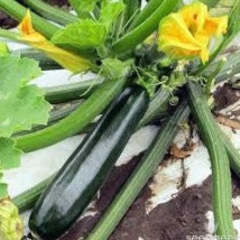 Squash/Zucchini Seeds - Dark Green (Heirloom)