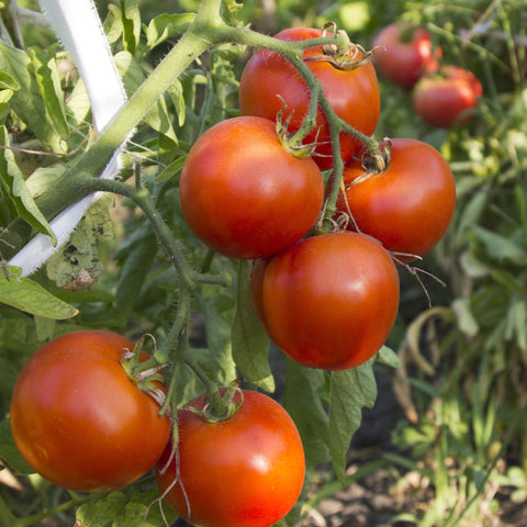 Tomato Seeds Arkansas Traveler (Heirloom)