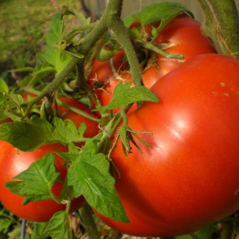 Tomato Seeds - Beefsteak (Heirloom)