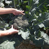 Broccoli Seeds - Waltham 29 (Heirloom)