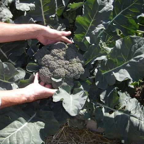 Broccoli Seeds - Waltham 29 (Heirloom)