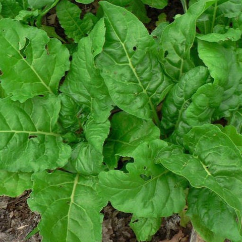 Chard Seeds - Perpetual (Heirloom)