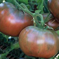 Tomato Seeds - Cherokee Purple (Heirloom)
