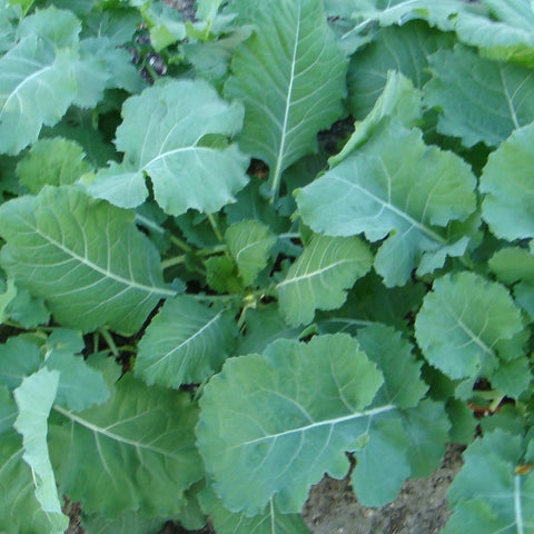 Collard Seeds - Georgia Southern (Heirloom)