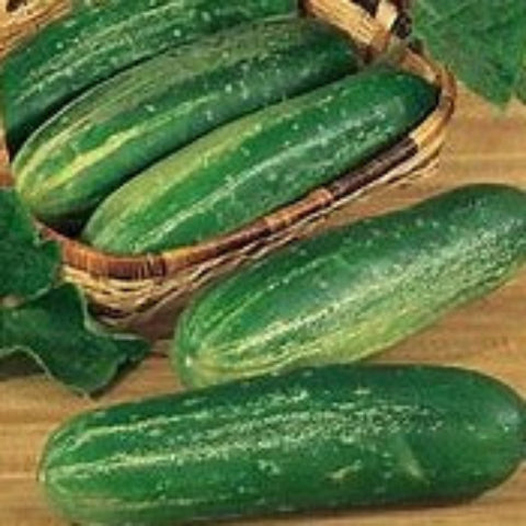 Cucumber Seeds - Straight 8 (Heirloom)