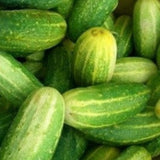 Cucumber Seeds - National Pickling (Heirloom)