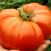 Tomato Seeds Delicious (Heirloom)