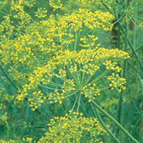 Herb Seeds - DIll (Long Island Mammoth)