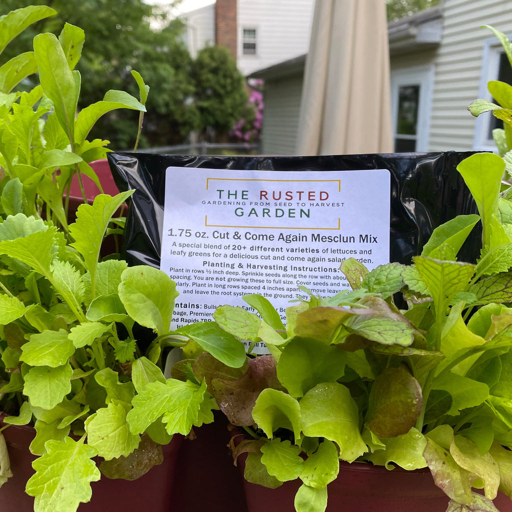 marshalls garden lettuce 'cut and come again' seeds The Rusted Garden Mesclun Mix 1.75 Ounces of 20 Different Lettuces & L