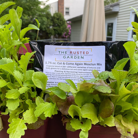 The Rusted Garden Mesclun Mix 1.75 Ounces of 20 Different Lettuces & Leafy Greens: Discount Package