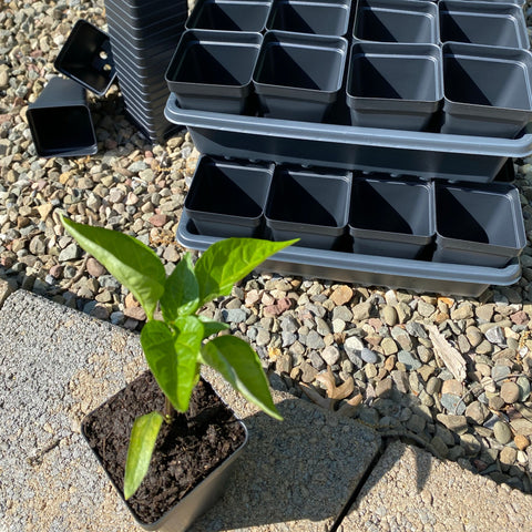 Square Pots Grow Kit - 64 2 1/2 " Pots