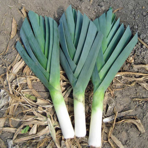 Leek Seeds - American Flag (Heirloom)