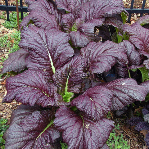 Mustard Seeds - Red Giant (Heirloom)