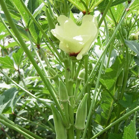 Okra Seeds - Clemson Spineless (Heirloom)