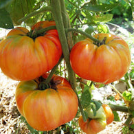 Tomato Seeds - Old German (Heirloom)