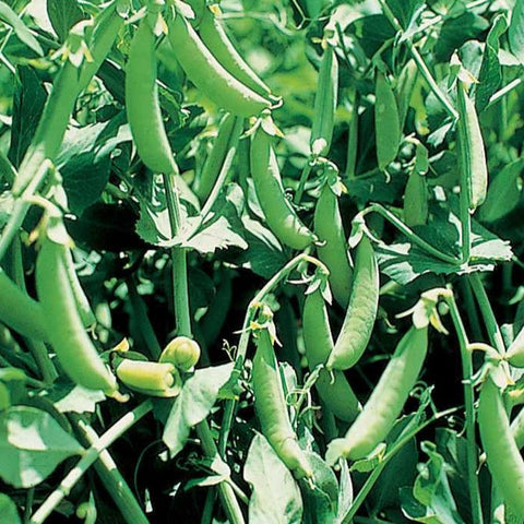 Pea Seeds - Sugar Ann