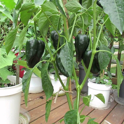 Pepper Seeds - Ancho (Heirloom)