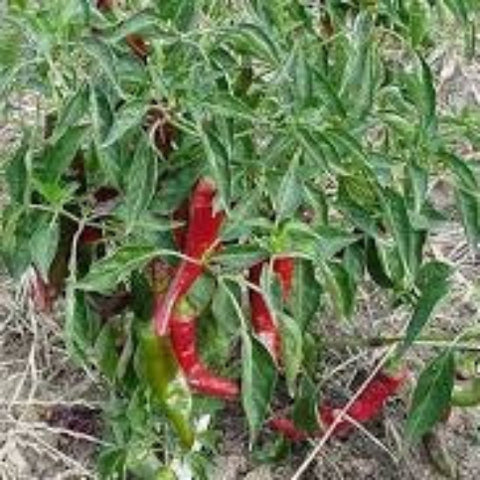 Pepper Seeds - Cayenne Long Slim (Heirloom)