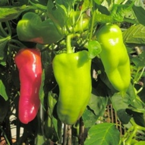 Pepper Seeds - Cubanelle Sweet Fryer (Heirloom)