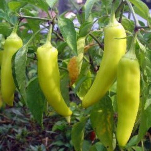 Pepper Seeds - Hungarian Yellow Wax (Heirloom)