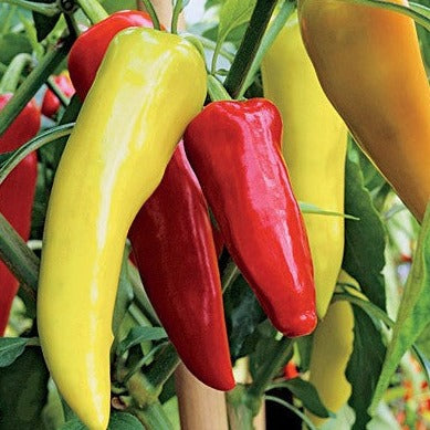Pepper Seeds - Sweet Banana (Heirloom)