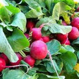 Radish Seeds - Cherry Belle