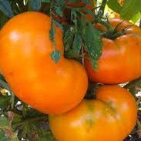 Tomato Seeds - Brandywine Yellow (Heirloom)
