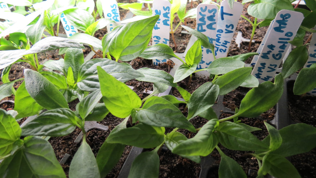 How to Use Worm Castings for Your Tomato & Vegetable Seed Starts: Starting Tomatoes NO Grow-Lights!