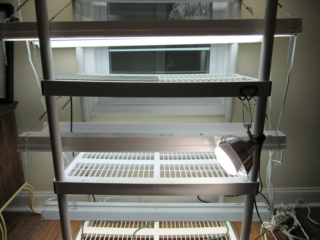 Vegetable Seed Starting Indoors: Purchasing the Right Lighting for Grow-Lights & Saving Money!
