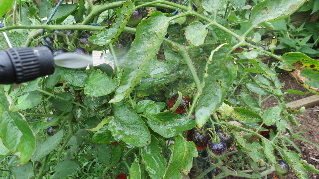 How to Use Hydrogen Peroxide on Your Tomato Plants to Stop Fungal Diseases: Mix Ratios, Spray Routine & Theory
