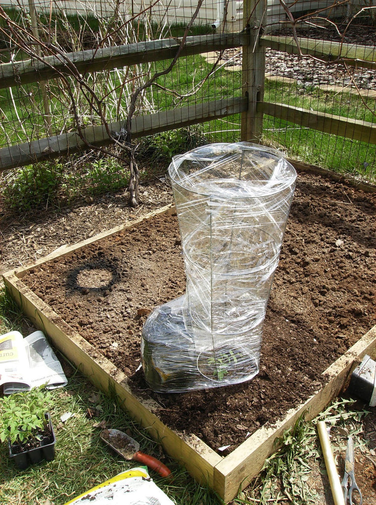 How to Build A Hot-House Tomato Cage for Early Spring:   Be the First with Ripe Tomatoes!