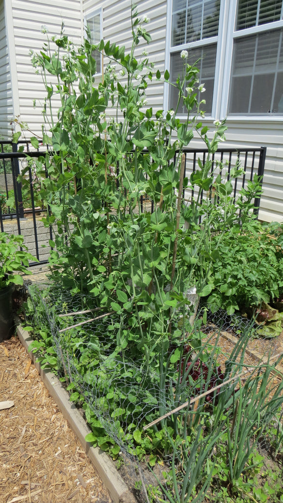 Planting Spring Peas in Containers: Get Them Out Early!