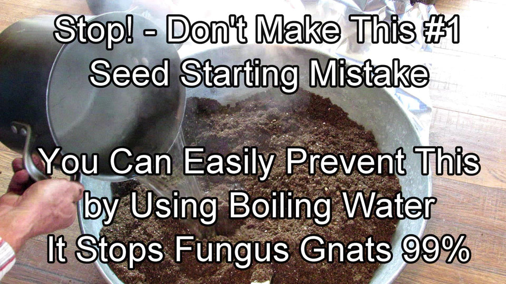 How to Prevent this #1 Seed Starting Mistake - Boiling Water & Fungus Gnats