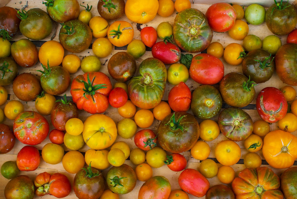 Ten Tips About Tomato Plants