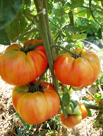 How to Use Aspirin (Salicylic Acid) to Trigger Tomato Defenses: Why is this a Good Thing.. Beef Up the Beefsteaks!