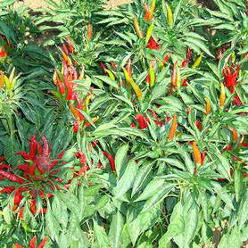 All Pepper Seeds