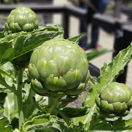 Artichoke Seeds - Green Globe