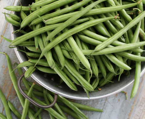 Bean Seeds - Contender Bush