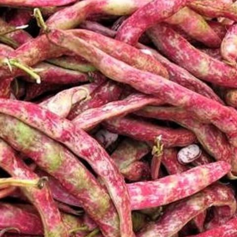 Bean Seeds - Dwarf Horticulture