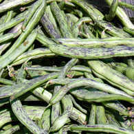 Bean Seeds - Rattlesnake Pole