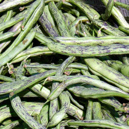 Bean Seeds - Rattlesnake Pole