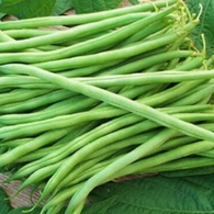 **New** Bean Seeds Landreth Stringless Bush Bean (Heirloom)