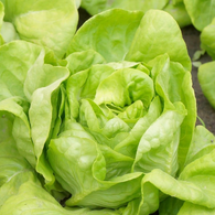 **NEW** Lettuce Seeds Big Boston (Heirloom)