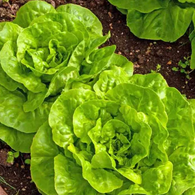 **NEW** Lettuce Seeds Butterhead Buttercrunch (Heirloom)