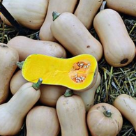 **NEW** Squash Seeds Waltham Butternut Winter Squash