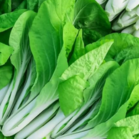 Cabbage Seeds - Chinese Pak Choi